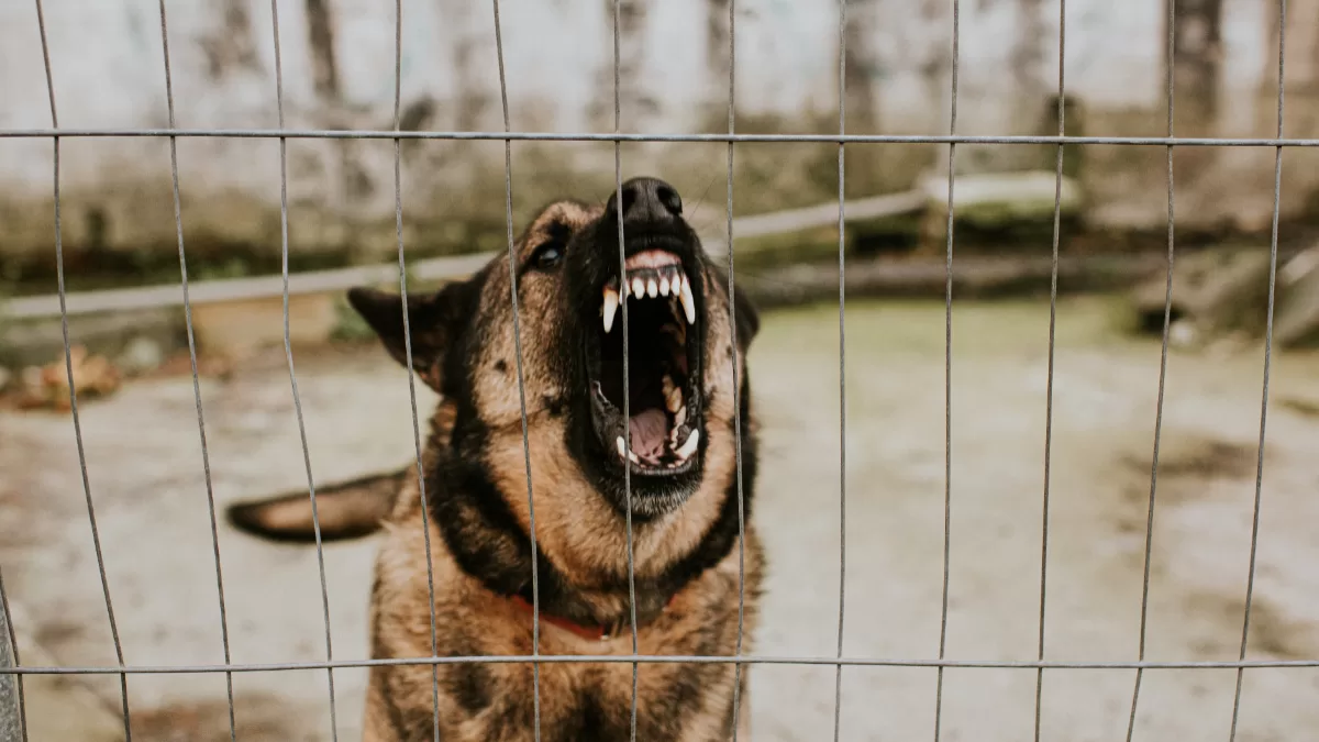 Muere trágicamente niña de tres años tras ser atacada por perros durante un viaje de Navidad — Radio Corazón Muere trágicamente niña de tres años tras ser atacada por perros durante un viaje de Navidad — Radio Corazón